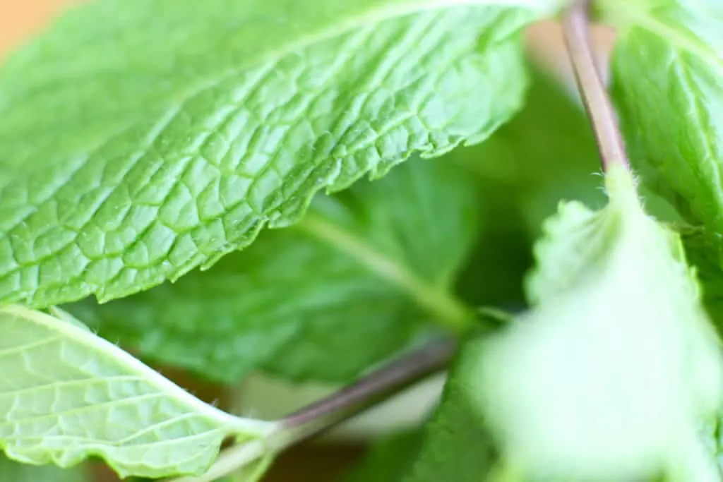 Watermelon Mint Julep 1 