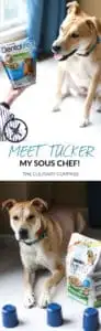 Meet Tucker, my sous chef! I love feeding him Purina DentaLife treats and playing games to keep him healthy! #ad