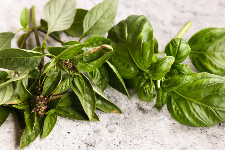 A closeup of Thai Basil and Basil leaves