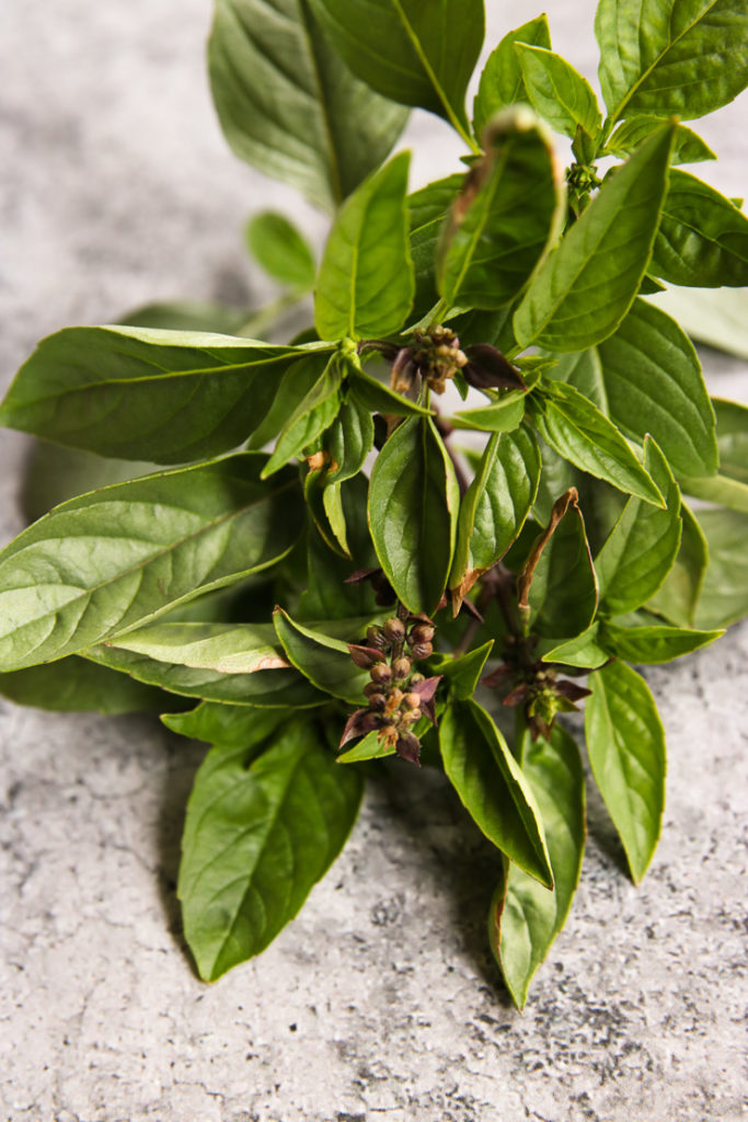 A closeup of Thai basil